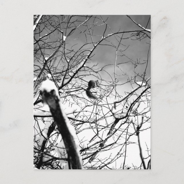 Blizzard Squirrel B+W Postcard (Front)