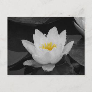 Blk&Wht Water lily Postcard