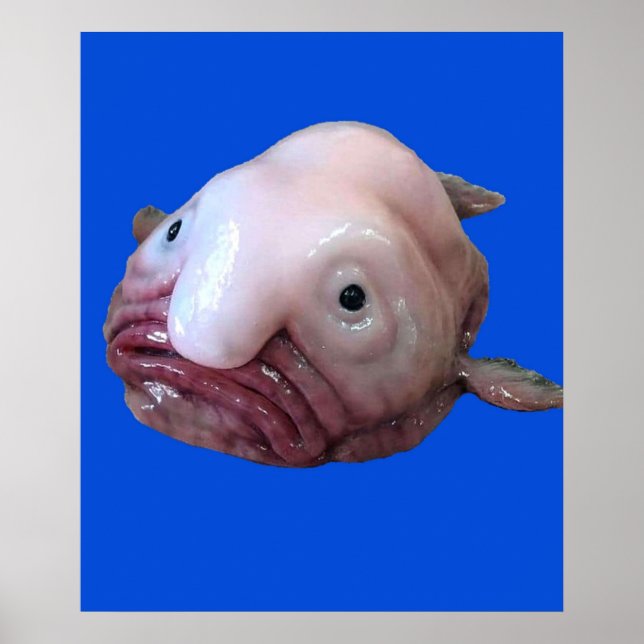 Blob Fish Poster (Front)