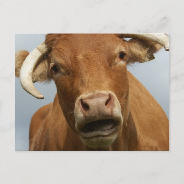 blöde kuh postcard (Front)