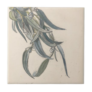 Bloeiende tak van een eucalyptus ceramic tile