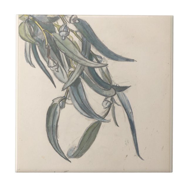 Bloeiende tak van een eucalyptus  ceramic tile (Front)