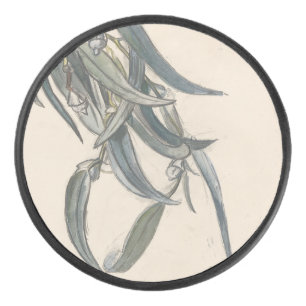 Bloeiende tak van een eucalyptus  hockey puck