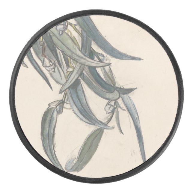 Bloeiende tak van een eucalyptus  hockey puck (Front)