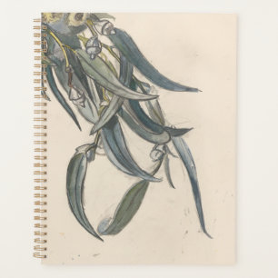 Bloeiende tak van een eucalyptus planner