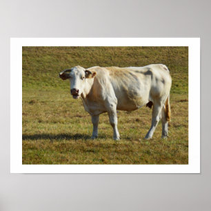 Blonde Aquitaine cow Poster
