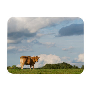 Blonde d'Aquitaine cow in Dordogne region, France Magnet