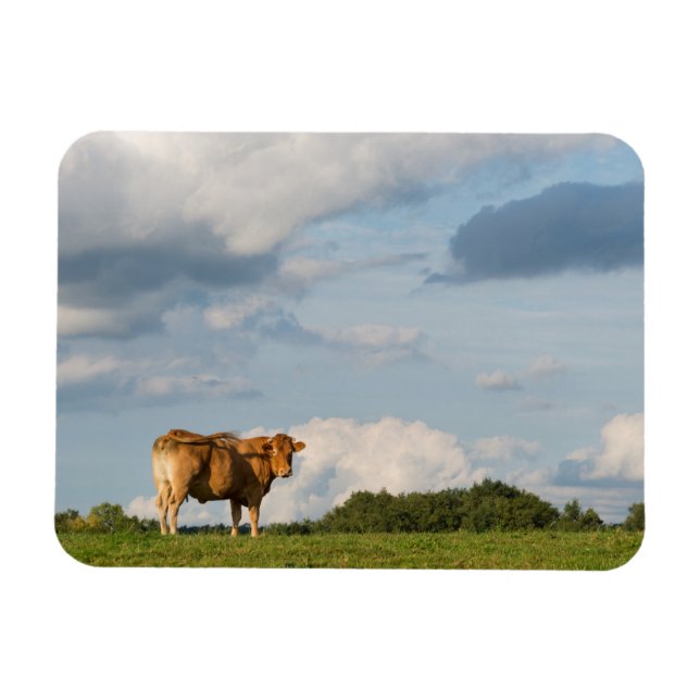 Blonde d'Aquitaine cow in Dordogne region, France Magnet (Horizontal)
