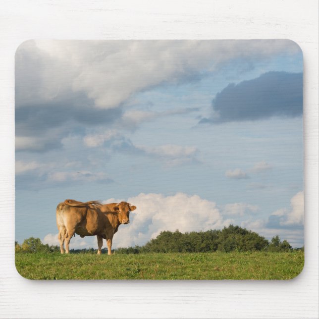 Blonde d'Aquitaine cow in Dordogne region, France Mouse Pad (Front)