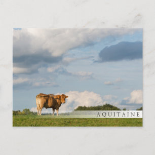 Blonde d'Aquitaine cow in Dordogne region, France Postcard