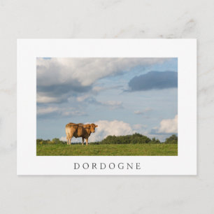Blonde d'Aquitaine cow in Dordogne region, France Postcard