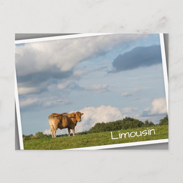 Blonde d'Aquitaine cow in Dordogne region, France Postcard (Front)
