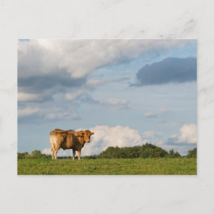 Blonde d'Aquitaine cow in Dordogne region, France Postcard