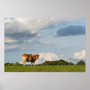 Blonde d'Aquitaine cow in Dordogne region, France Poster