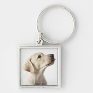 Blonde Labrador puppy sticking out tongue Key Ring