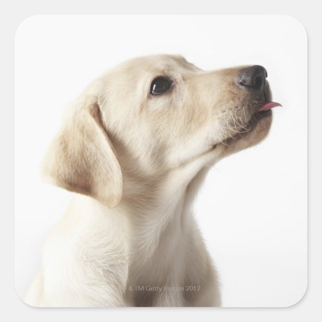 Blonde Labrador puppy sticking out tongue Square Sticker (Front)
