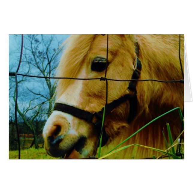 Blonde Miniature Pony / Horse Blue Sky (Front Horizontal)