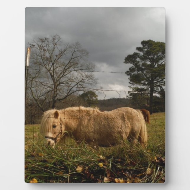 Blonde Miniature Pony / Horse Plaque (Front)