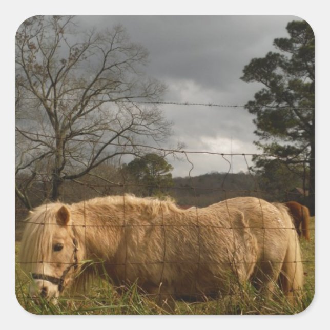Blonde Miniature Pony / Horse Square Sticker (Front)