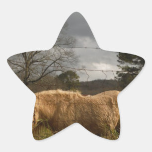 Blonde Miniature Pony / Horse Star Sticker