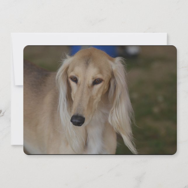 Blonde Saluki Dog Invitation (Front)
