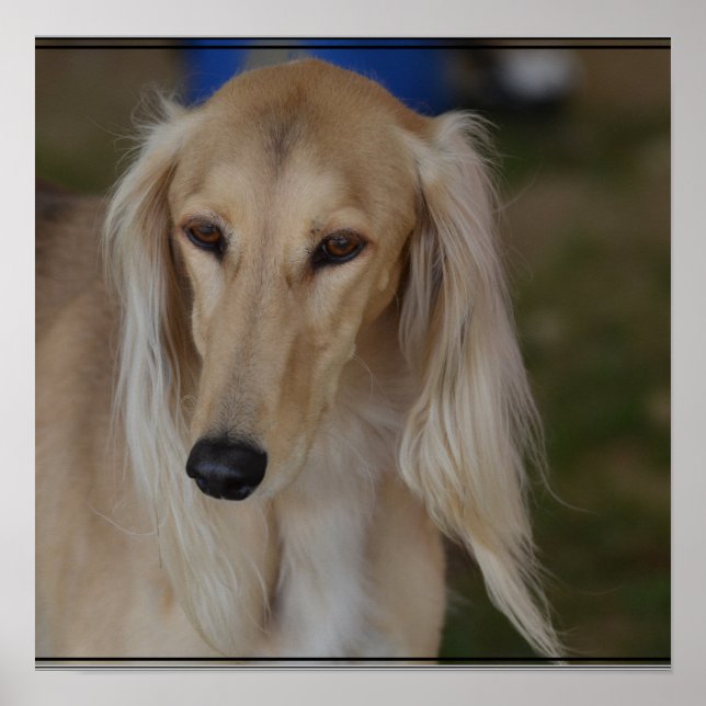 Blonde Saluki Dog Poster (Front)