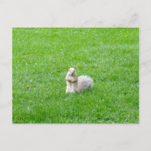 Blonde Squirrel Postcard