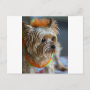 Blonde Yorkshire Terrier Postcard