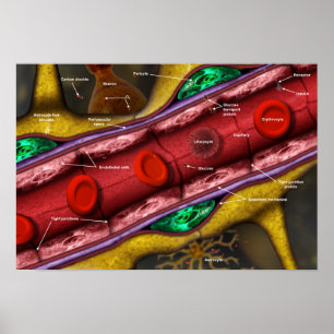 Blood-brain barrier poster