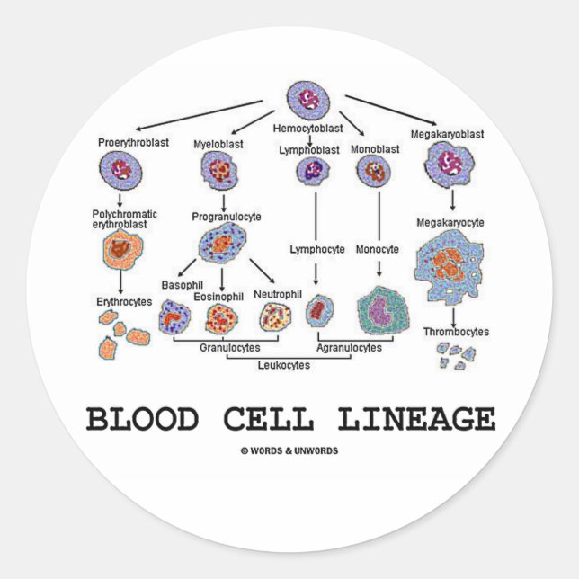 Blood Cell Lineage (Biology Health Medicine) Classic Round Sticker (Front)