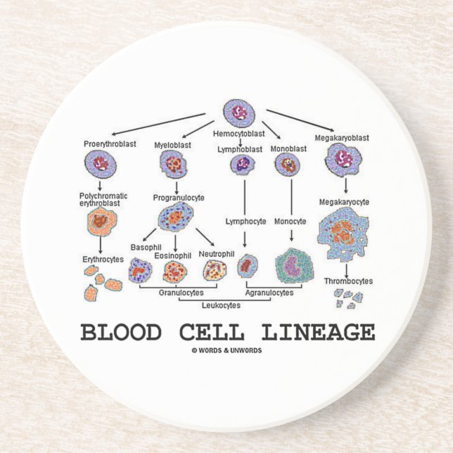 Blood Cell Lineage (Biology Health Medicine) Coaster (Front)