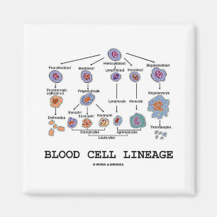 Blood Cell Lineage (Biology Health Medicine) Magnet