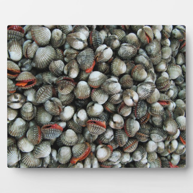 Blood Cockle Shells Plaque (Front)