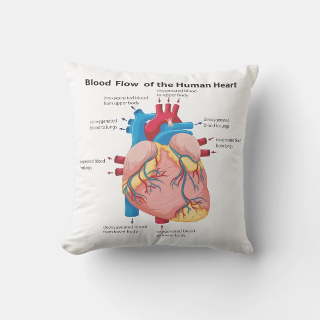 Blood Flow of the Human Heart Cushion (Front)
