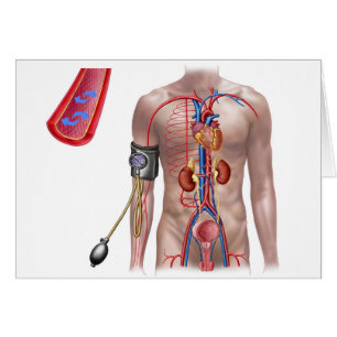 Blood Pressure And Circulatory System
