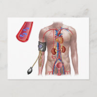 Blood Pressure And Circulatory System