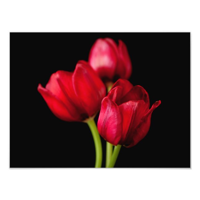 Blood Red Tulips on Black Background Customised Photo Print (Front)