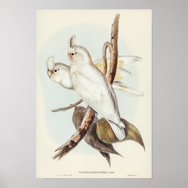 Blood-stained Cockatoo by Elizabeth Gould Poster (Front)