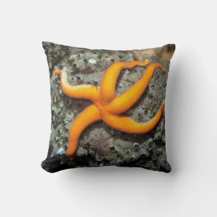 Blood Star (Henricia leviuscula). Cushion