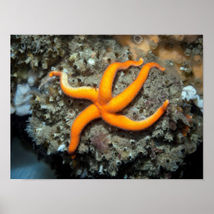 Blood Star (Henricia leviuscula) Poster