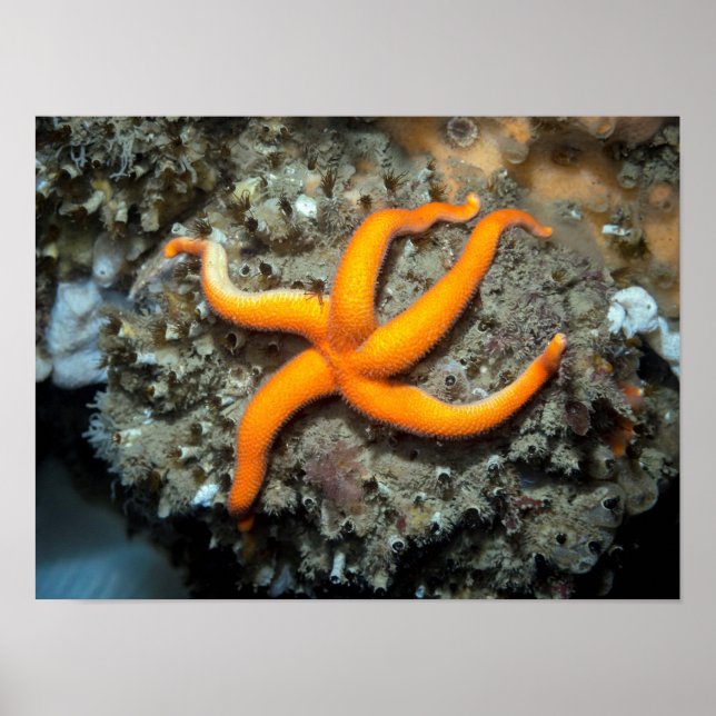 Blood Star (Henricia leviuscula) Poster (Front)