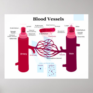 Blood Vessels Arteries Capillaries Veins Diagram Poster