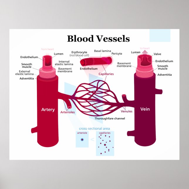 Blood Vessels Arteries Capillaries Veins Diagram Poster (Front)