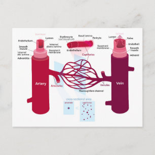 Blood Vessels Diagram Arteries Veins Capillaries Postcard