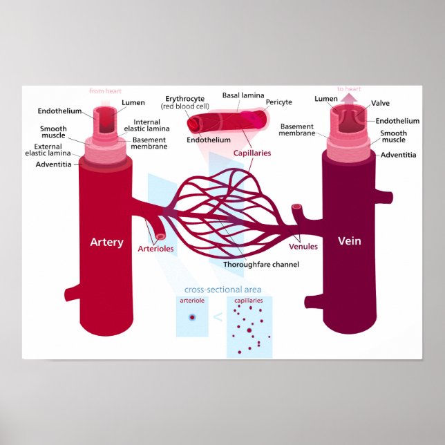 Blood Vessels Diagram Arteries Veins Capillaries  Poster (Front)