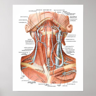 Blood Vessels of the Neck Poster