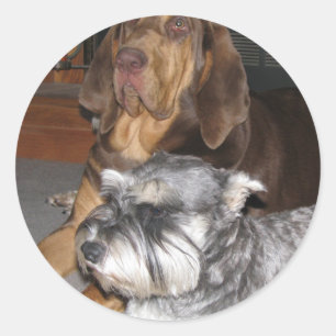 Bloodhound and Miniature Schnauzer Stickers