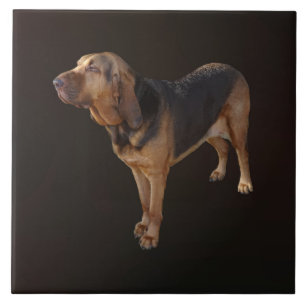 Bloodhound Ceramic Tile