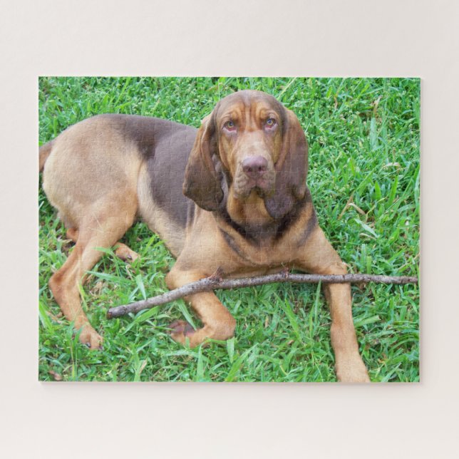 Bloodhound dog - Hunting Scent Hound in the grass Jigsaw Puzzle (Horizontal)