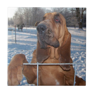 Bloodhound Face Ceramic Tile